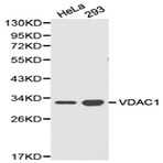 VDAC1 pAb