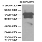 Vitronectin pAb