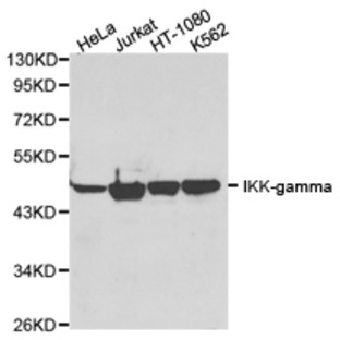 IKK(gamma) pAb