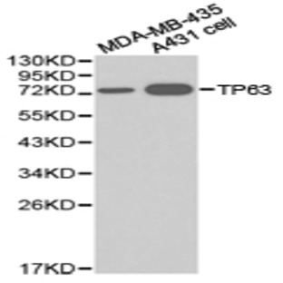 p63 / TP63 pAb