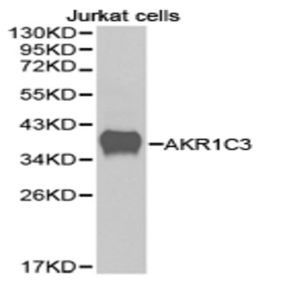 AKR1C3 pAb