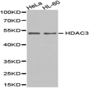 HDAC3 pAb