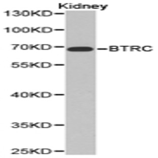 BTRC pAb