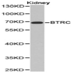 BTRC pAb