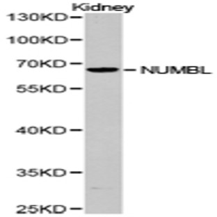 NUMBL pAb