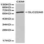 SLC22A6 pAb