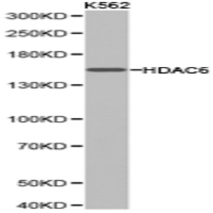 HDAC6 pAb