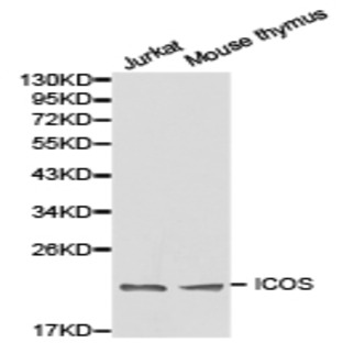 ICOS pAb