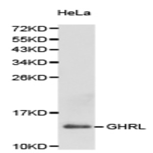 Ghrelin pAb