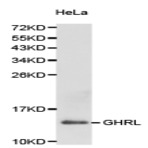 Ghrelin pAb