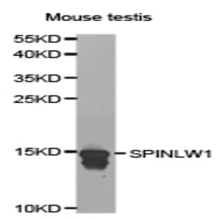 SPINLW1 pAb