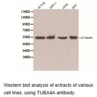 TUBA4A pAb