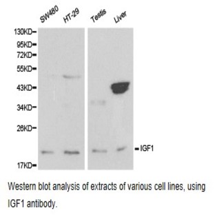 IGF-1 pAb