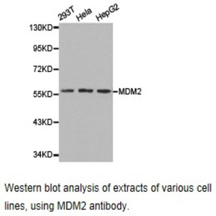 MDM2 pAb