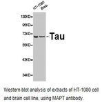 Tau pAb