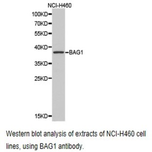 BAG1 pAb