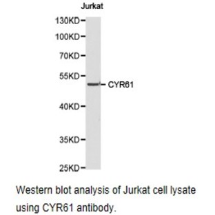 CYR61 pAb