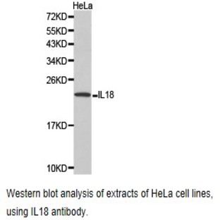 IL18 pAb