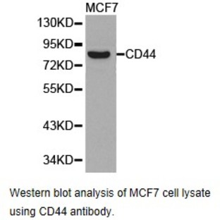 CD44 pAb