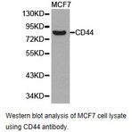 CD44 pAb