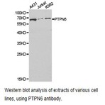 SHP-1 pAb