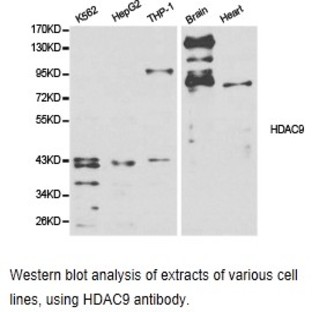 HDAC 9 pAb