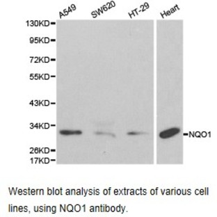 NQO1 pAb