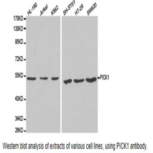 PICK1 pAb