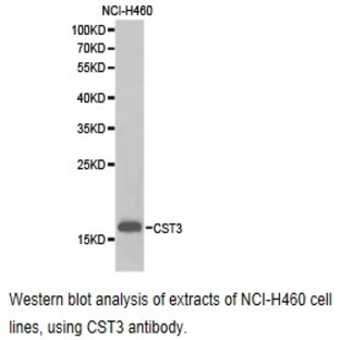 Cystatin C / CST3 pAb