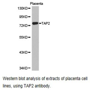 TAP2 pAb