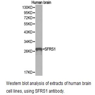 SFRS1 pAb