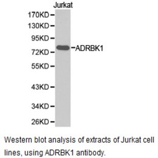 GRK 2 / ADRBK1 pAb