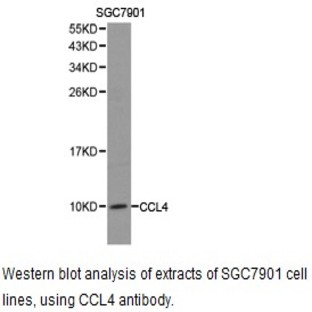 CCL4 pAb
