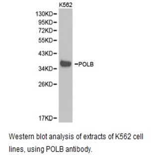 DNA pol (beta) pAb