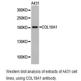 COL18A1 pAb