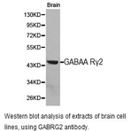 GABAA R(gamma)2 pAb