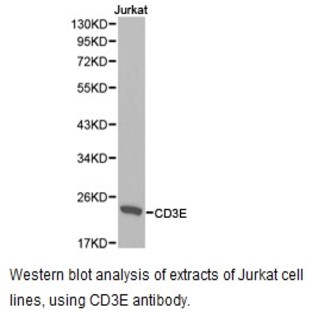 CD3-E pAb