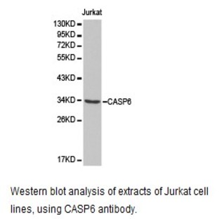 Caspase-6 pAb