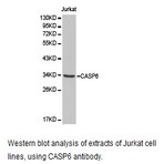 Caspase-6 pAb