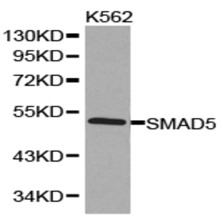 Smad5 pAb