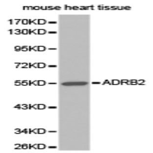 AR-(beta)2 pAb