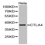 CTLA4 pAb