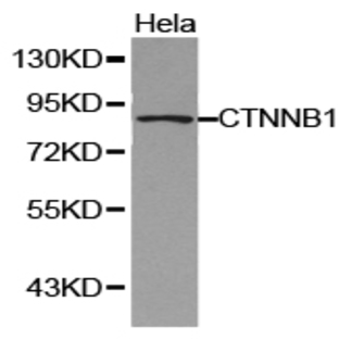 Catenin-(beta) pAb