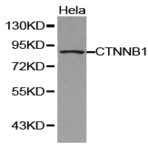 Catenin-(beta) pAb