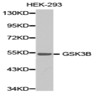 GSK3(beta) pAb