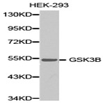 GSK3(beta) pAb