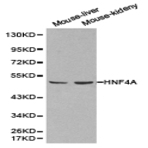 HNF4(alpha) pAb