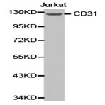 CD31/PECAM-1 pAb