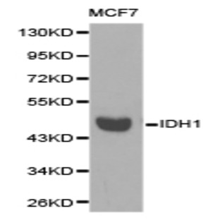 IDH1 pAb