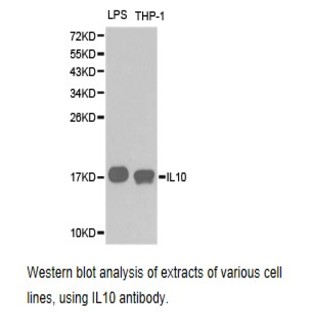 IL10 pAb